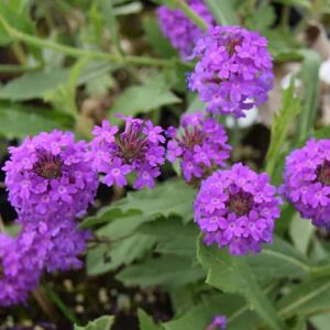 Verbena rigida ---